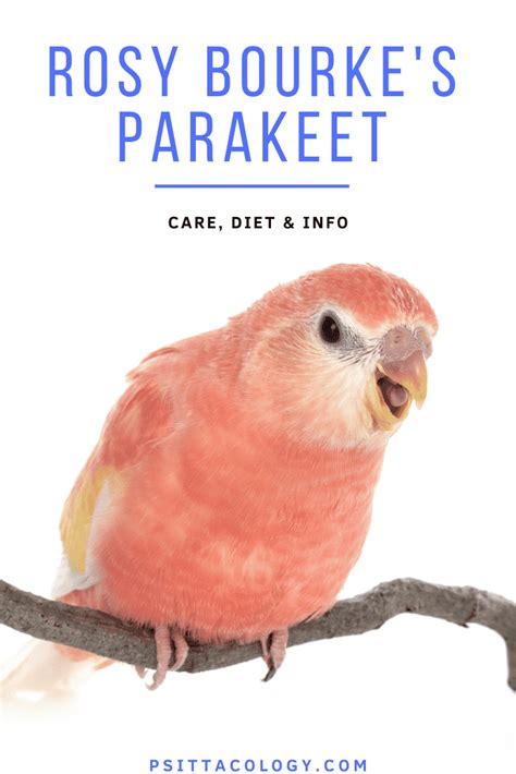 Bourkes Parakeet Care And Info Neopsephotus Bourkii Psittacology