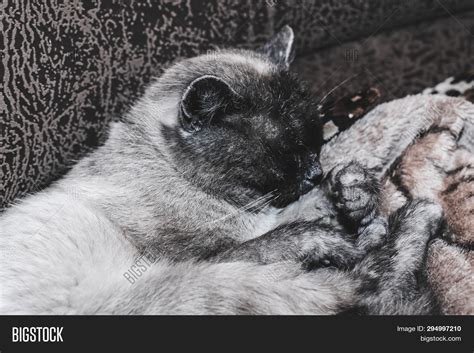 Siamese Cat Licking Image And Photo Free Trial Bigstock