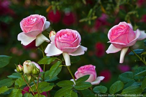 Photographing Roses