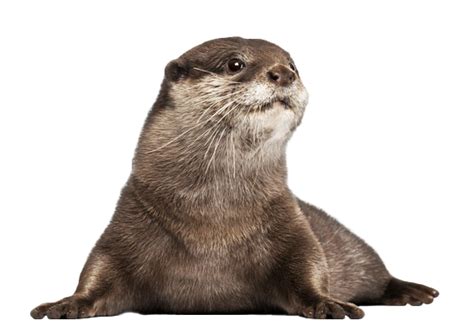 Otter Png 10 Free Cliparts Download Images On Clipground 2024