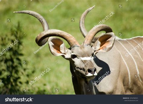 Greater Kudu Also Know As A Spiral Horned Antelope A Majestic African