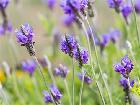 Fernleaf Lavender Plants Tips For Growing Fernleaf Lavender In Gardens