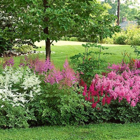 Hanging types bloom more profusely, but upright strains a mainstay of shaded perennial borders, they're also great beside garden pools, along shaded paths keep them happy: Collezione Cornerstone Astilbe | Shade garden, Shade ...