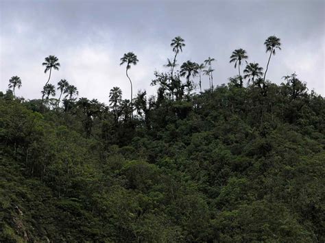 Selva Forest Panama Entre Parque Palo Seco Alto Del V Flickr
