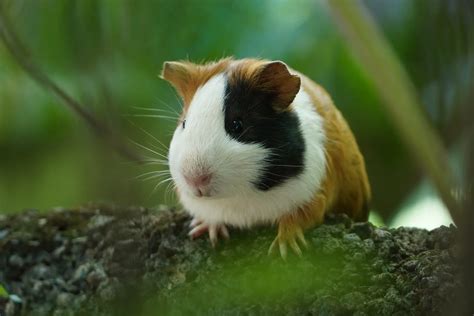How Do Guinea Pigs Survive In The Wild And 1 Difference To