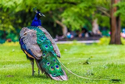 Wallpapers Peafowl Awesome Places Resolution Avante Biz