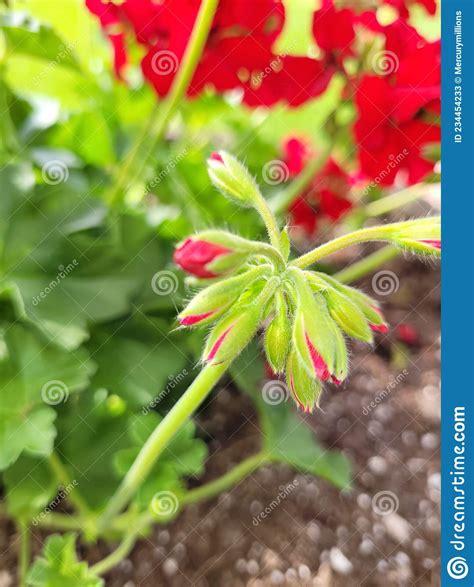 Some Red Flowers Budding Stock Image Image Of Tree 234454233
