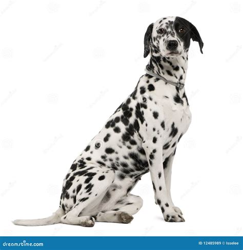 Side View Of Dalmatian Dog Sitting Stock Image Image Of Length