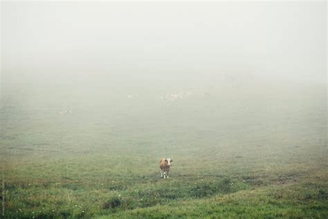 Cows On The Foggy Mountain Del Colaborador De Stocksy Marko Stocksy