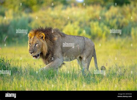 African Lion Panthera Leo Adult Male Stealthfully Walking Along A