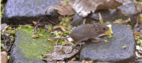 House Mouse Identification And Control Tips Abc Blog
