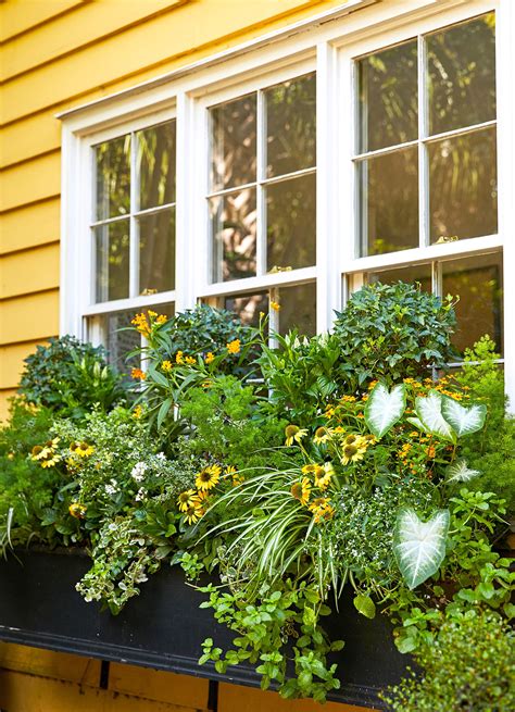 How To Plant A Window Box Like A Pro Better Homes And Gardens