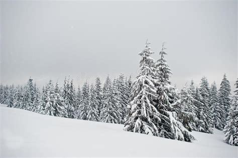 Pine Trees Covered By Snow On Mountain Chomiak Beautiful Winter Stock