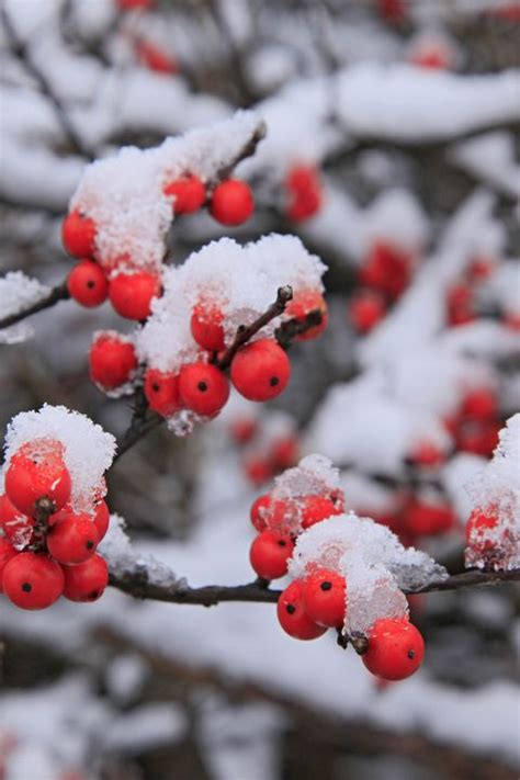 15 Best Plants That Bloom In Winter Flowers That Develop
