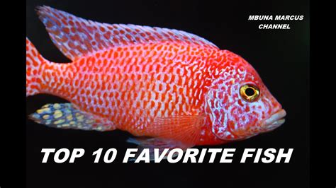 Top 10 Freshwater Aquarium Fish
