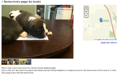 How to sell my motorcycle. Craigslist Dogs For Trade - Puppy Leaks