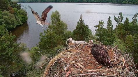 Young Osprey Takes First Flight At Loch Of The Lowes Scottish