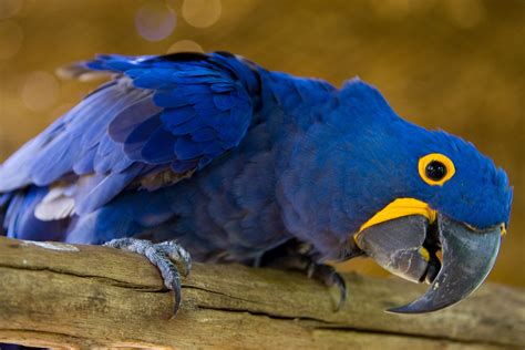 Blue Brazilian Macaw Arara Azul By F Weberich Free Photo Download
