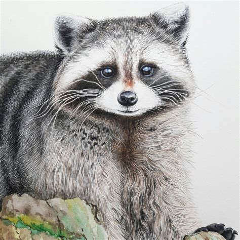 Raccon🐺 Animal Drawings Raccoon Drawing Drawings
