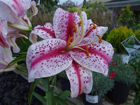 Oriental Lily Lilium Ryeland