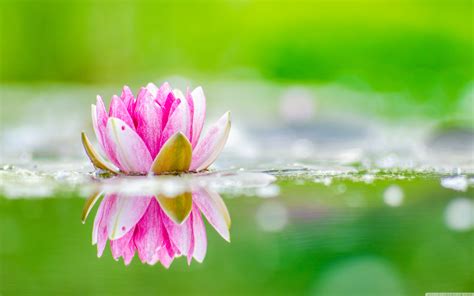 Pink Lotus Flowers With Beautiful Nature Wallpapers Flower Wallpaper