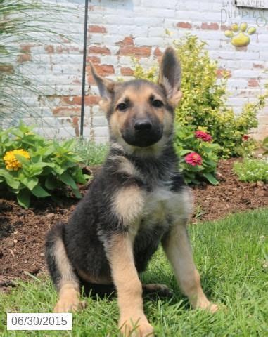 Click here to be notified when new german shepherd dog puppies are listed. German Shepherd Puppy for Sale in Indiana #BuckeyePuppies ...