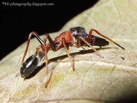 Ant Mimic Jumping Spider Nature Cultural And Travel Photography Blog