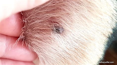 A Black Lump On The Dog And Its Not A Tick What Is Viral Papilloma