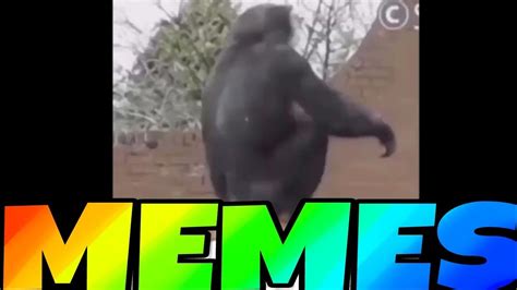 Monki Flip Memes Monkey Flip Youtube