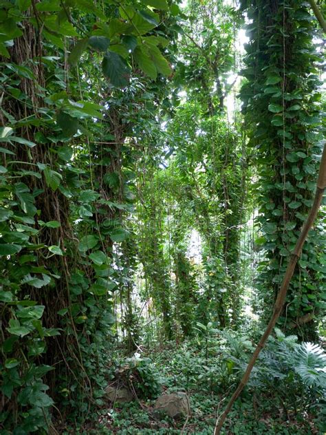 Lush Jungle Like Vegetation Maui Hawaii Stock Photo Image Of Jungle