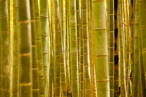 Bamboo Forest Stock Image Image Of Natural Color Japan 41825113