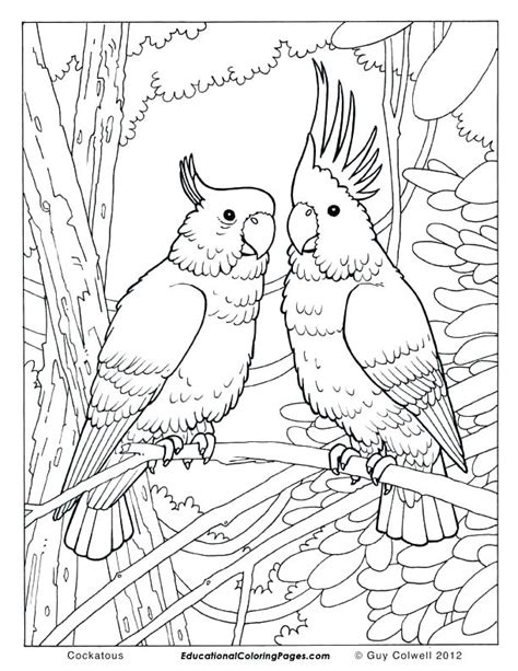 Tropical Bird Coloring Pages At Free Printable