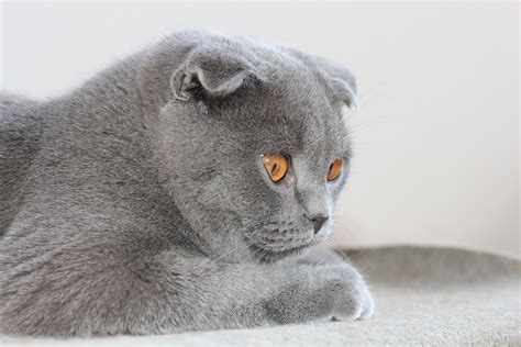 Gray tabby tom with amber eyes. Cute gray Scottish Fold cat with brown eyes wallpapers and ...