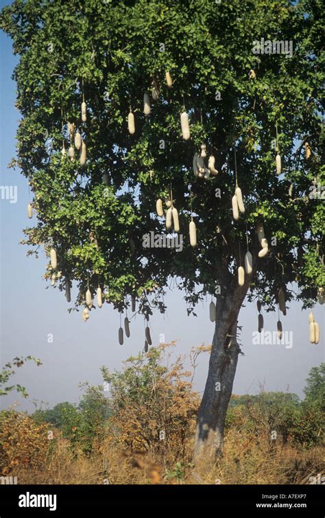 Kigelia Pinnata Or The Sausage Tree Growing In Zambia Stock Photo Alamy
