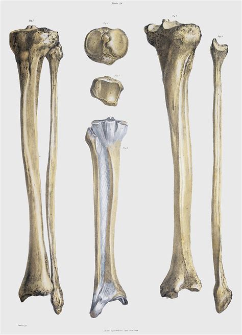 Lower Leg Bones And Ligaments Photograph By Sheila Terry Fine Art America