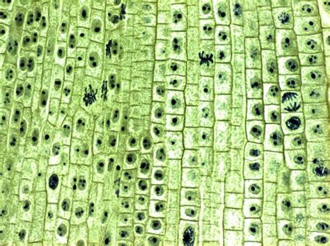 Various kinds of cells have different shapes and structures based on functions performed by them. How to explain a plant cell - Quora