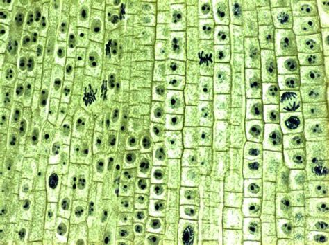 Found only in plant cells, the cell wall surrounds the cell membrane. How to explain a plant cell - Quora