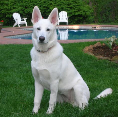 They will be microchipped utd on all shots puppy is akc shots and dewormed comes from a strong line of german breed call or text betty at 260 213 1247 we do ship out!. White German Shepherd Dogs & Puppies | Polarbear