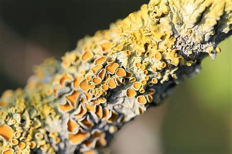 Free Photo Lichen Plant Symbiosis Tree Nature Macro Close Up
