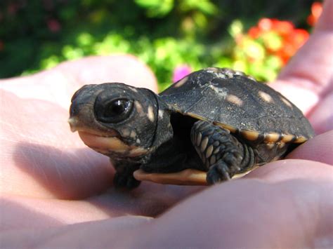 Delicious_sandwich has uploaded 1 photo to flickr. bay-tutle-habitat Images - Frompo - 1