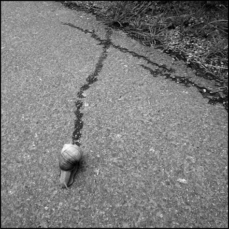 Snail Trail Andreas Smedjebacka Flickr