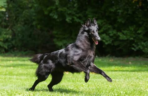 Belgian Sheepdog Dog Breed Information And Characteristics