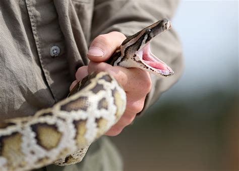 16 Foot Python Caught In Florida Everglades