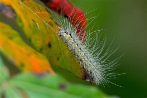 Fall Webworm Life Cycle Prevention And Treatment Oakwiltpedia