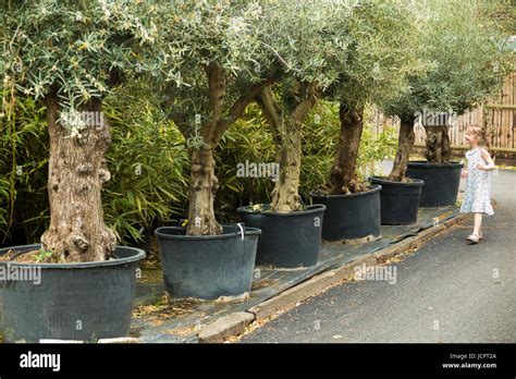Young Olive Tree Uk Garden Hi Res Stock Photography And Images Alamy