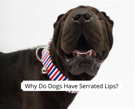 Why Do Dogs Have Serrated Lips 2023 We Love Doodles