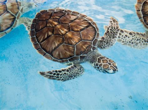 Close Up Photo Of Sea Turtle · Free Stock Photo