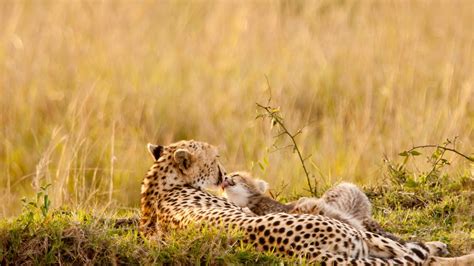 Animals Nature Wildlife Cheetahs Baby Animals
