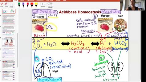 Respiratory And Metabolic Acidosisalkalosis Youtube