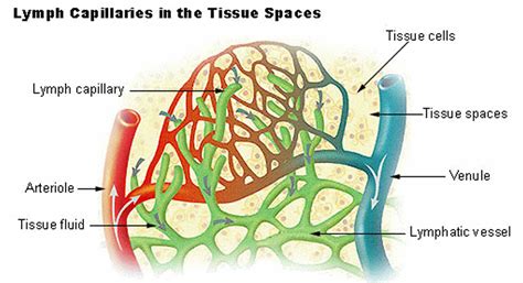 Structure Of Blood Vessels Lymphatic Vessels And Norm